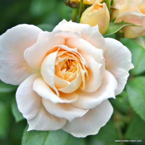 LIONS-ROSE® LIONS-ROSE®